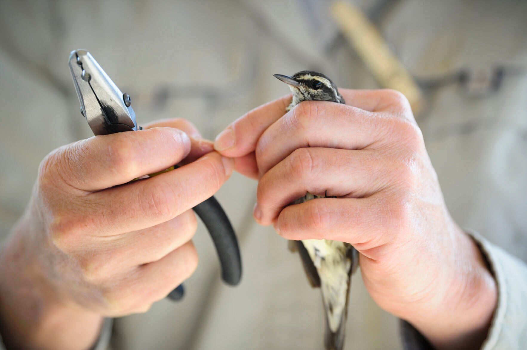 MAPS Bird Banding at Spring Meadow